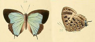 <i>Arhopala ocrida</i> Species of butterfly