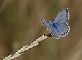 Aricia anteros Blue Argus Çokgözlü Balkanmavisi