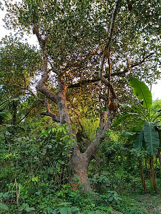 330px-Artocarpus_heterophyllus_Bangladesh.jpg