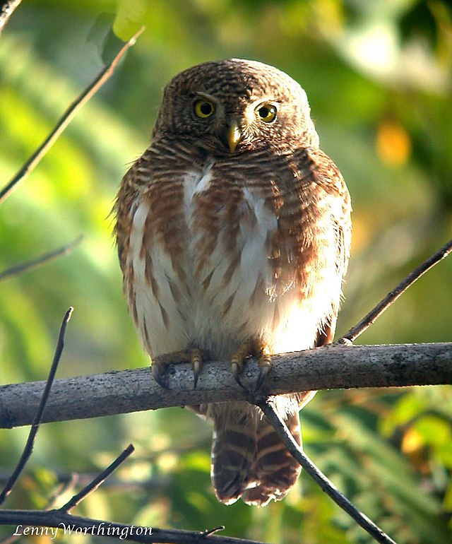 File:Asian_Barred_Owlet_Glaucidium_cuculoides_(Vigors,_1831)_(16168978637).jpg