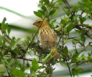 Asian golden weaver Species of bird