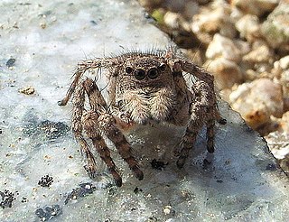 <i>Asianellus festivus</i> Species of spider