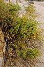 esparraguera del Mar Menor en Veneziola, especie en peligro crítico de extinción.