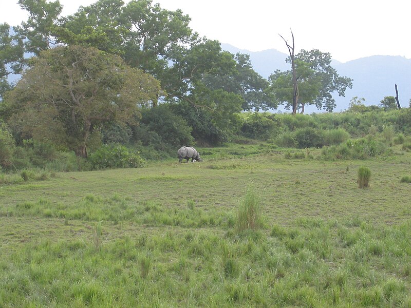 File:Assam 010.jpg