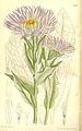 Category:Aster falconeri - botanical illustrations - Wikimedia Commons