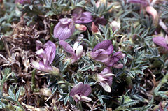 Astragaluskentrophyta.jpg