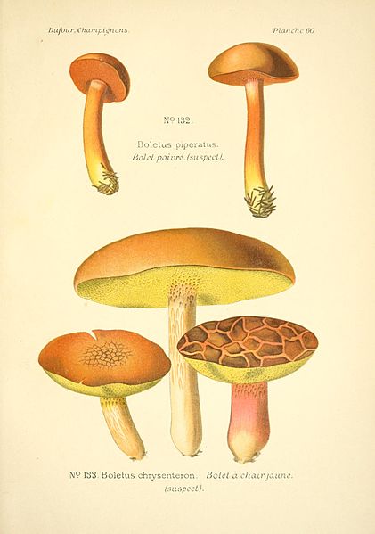 File:Atlas des champignons comestibles et vénéneux (Planche 60) BHL3270635.jpg