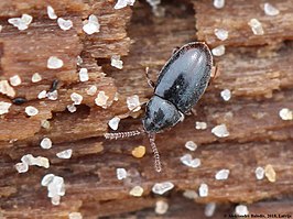 Atomaria peltata