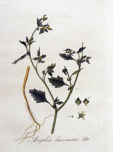 Atriplex laciniata — Flora Batava — Volume v4.jpg