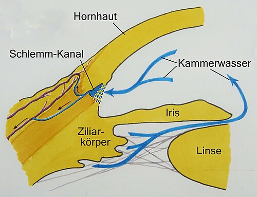Отток влаги глаза. Отток водянистой влаги. Образование и циркуляция водянистой влаги. Пути циркуляции водянистой влаги. Пути циркуляции водянистой влаги глаза.