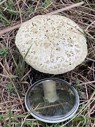 <i>Amanita austroviridis</i> Species of fungus