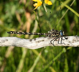 Alpine darner, Austroaeschna flavomaculata Austroaeschna flavomaculata male side.jpg