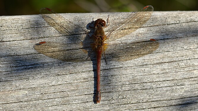 Meadowhawk (Sympetrum sp.)