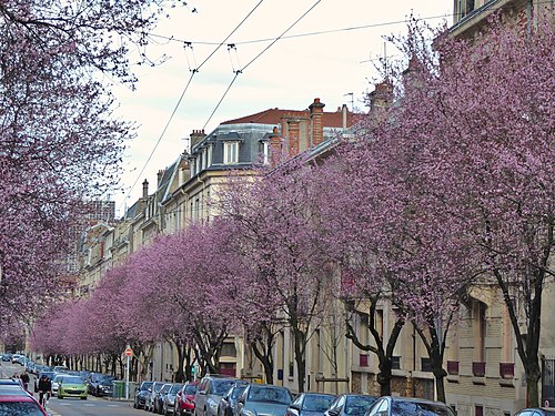 Avenue Anatole-France à Nancy