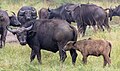 * Nomination African buffalos (Syncerus caffer), Lake Mburo National Park, Uganda --Poco a poco 18:50, 27 May 2024 (UTC) * Promotion Good quality. --El Golli Mohamed 20:28, 27 May 2024 (UTC)