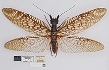 BMNHE 1253576-Acanthacorydalis fruhstorferi-dorsal habitus.jpg