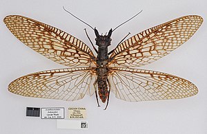 BMNHE 1253576-Acanthacorydalis fruhstorferi-dorsal habitus.jpg