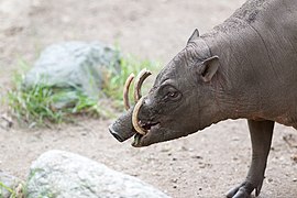 North Sulawesi babirusa