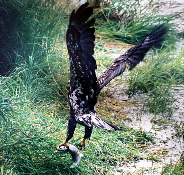 Bald Eagle  National Wildlife Federation