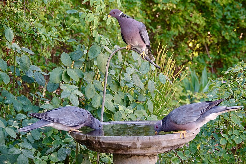 File:Band-tailed Pigeons (35725634740).jpg