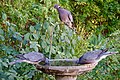 Band-tailed Pigeons (35725634740).jpg