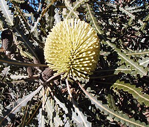 Descripción de la imagen Banksia elegans chris cropped.jpg.