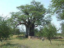 Baobabs @ Thulamela Ruins near Pafuri (1648014026).jpg
