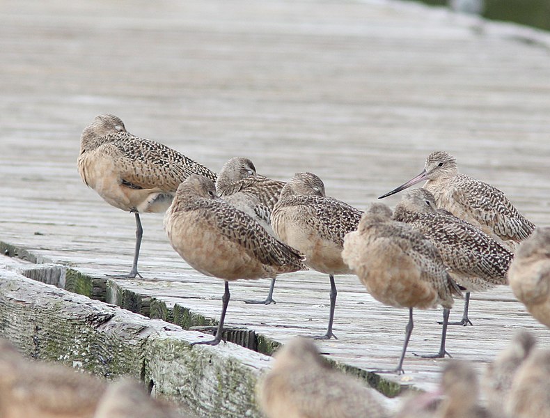 File:Bar-tailed Godwit (1 of 2) with Marbled Godwits, Tokeland, WA, 19 October 2012 (8115020460).jpg