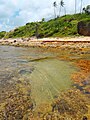 Playa de Barbados