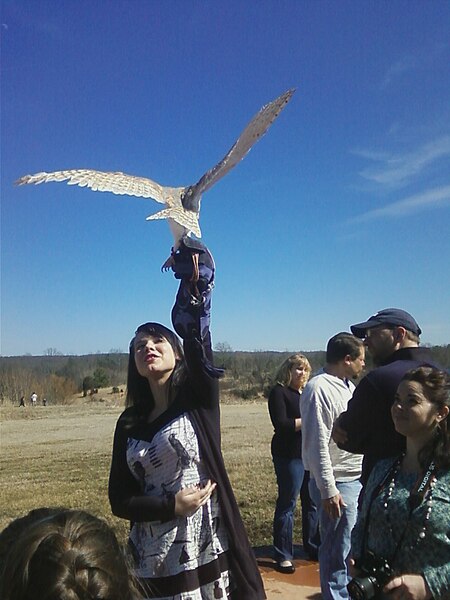 File:BarnOwlflightAvian (13580716165).jpg