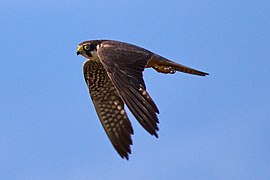 Fotografia di un falco scoiattolo in volo.