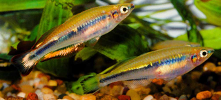 <i>Bedotia madagascariensis</i> Species of fish