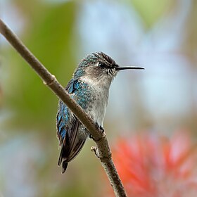 Bee hummingbird (Mellisuga helenae) immature male.jpg