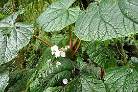 Begonia baccata à Lagoa Amélia.