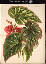 Vignette pour Begonia teuscheri