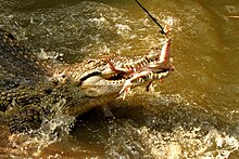 Behavioral enrichment - Feeding