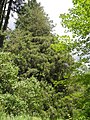 image=https://commons.wikimedia.org/wiki/File:Bergpark_Wilhelmshöhe_-_Baum_99_2019-06-15.JPG