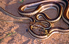 Bernier's Striped Snake (Dromicodryas bernieri) (10293272993).jpg