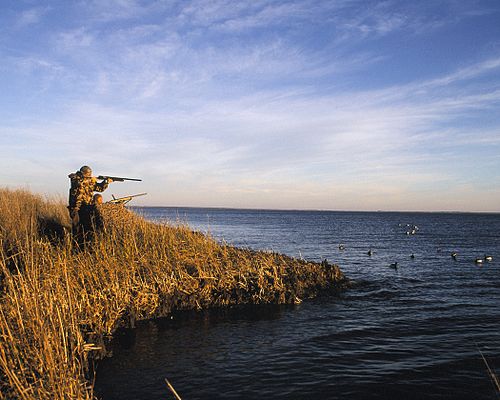 Duck hunters in a hunting blind. Decoys are visible in the water to the right.
