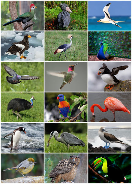 The diversity of modern birds