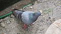 Birds of Nepal - Wiki Loves Birds 10.jpg
