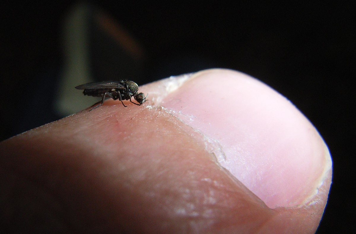 Sand Flea Bites & Control: Sand Fleas in New England