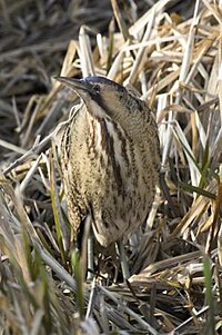 Feather: Vaned feathers, Down feathers, Moulting