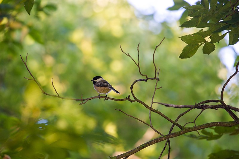 File:Black-capped chickadee (50373018543).jpg