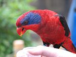 Thumbnail for Black-winged lory