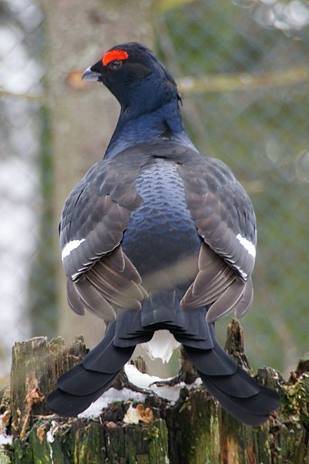 Black Grouse Nationalpark Bayerischer Wald.jpg