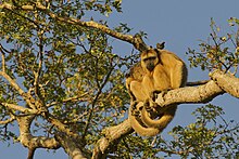 Two females in a tree branch, using their strong prehensile tail as a safety fifth limb, in Pantanal, Bolivia Black Howler, Pantanal.jpg