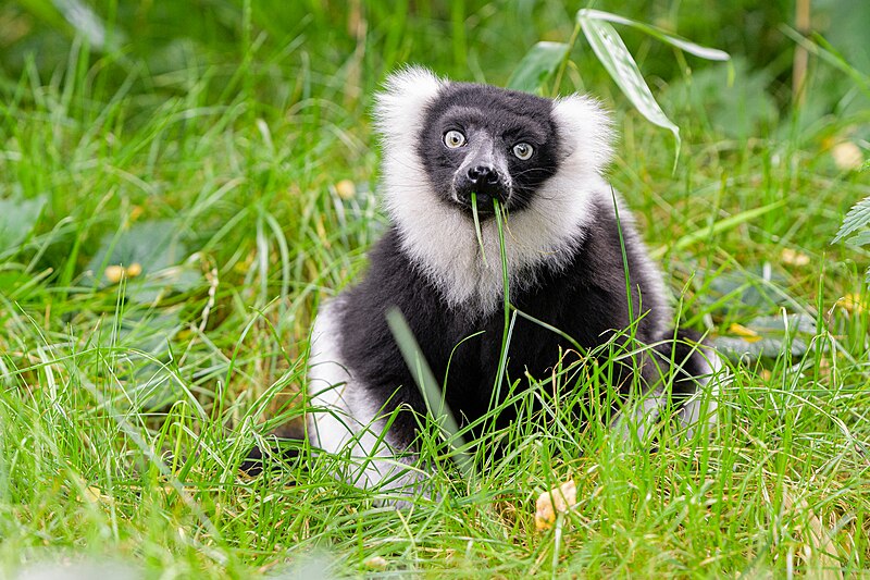 File:Black and white ruffed lemur - 51484585864.jpg