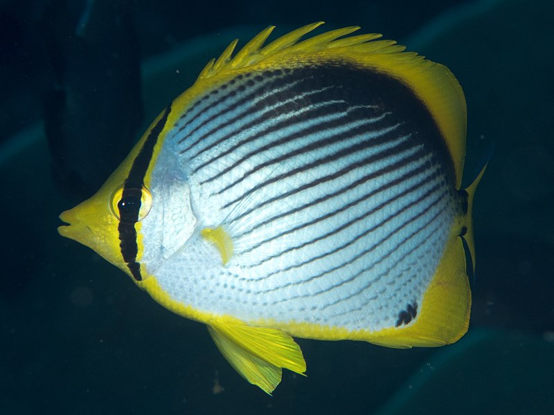 File:Blackback butterflyfish (Chaetodon melannotus) (41904795961).jpg