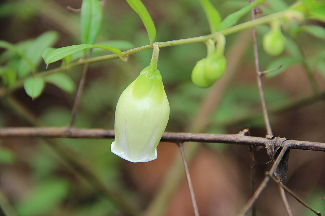 Blinkworthia